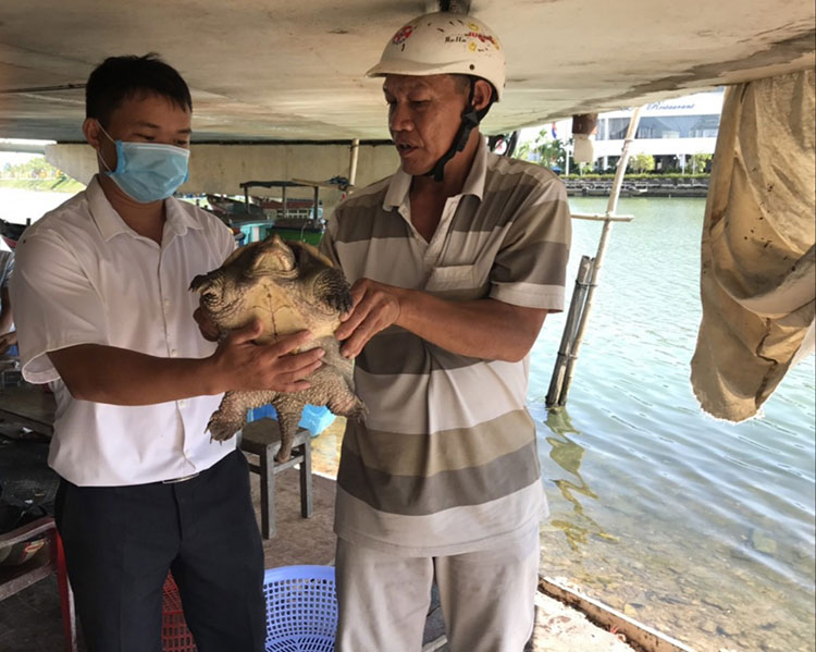 Rùa cá sấu có nguồn gốc châu Mỹ được phát hiện trên đầm Thị Nại vào tháng 5/2021. Ảnh: Ái Trinh
